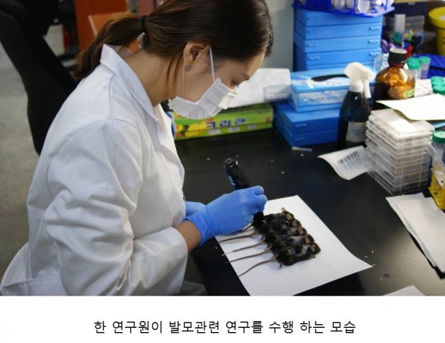연구원이 쥐의 피부에 새 탈모 및 발모 원리를 실험하고 있다. - 최강열 제공